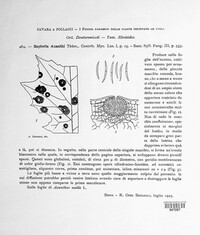 Septoria acanthi image